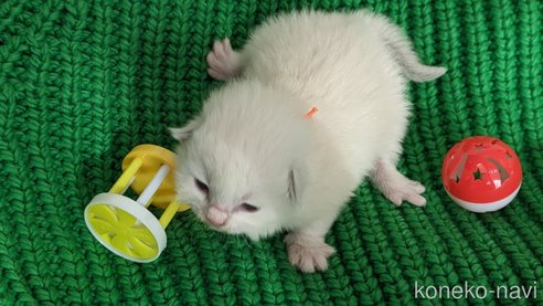 成約済の茨城県のラグドール-70769の23枚目
