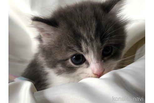 成約済の三重県のサイベリアン-70781の8枚目