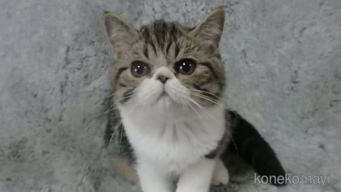 成約済の神奈川県のエキゾチックショートヘア-67917の8枚目