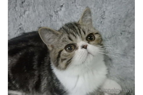 成約済の神奈川県のエキゾチックショートヘア-67917の7枚目