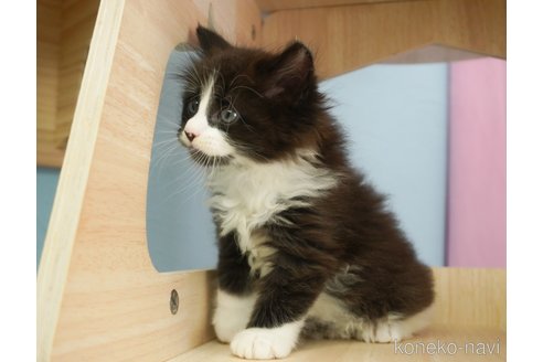 成約済の千葉県のノルウェージャンフォレストキャット-70794の3枚目