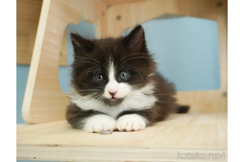 成約済の千葉県のノルウェージャンフォレストキャット-70794の4枚目