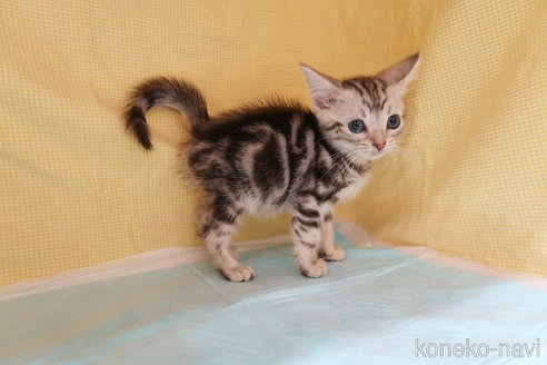 成約済の東京都のアメリカンショートヘア-70795の2枚目