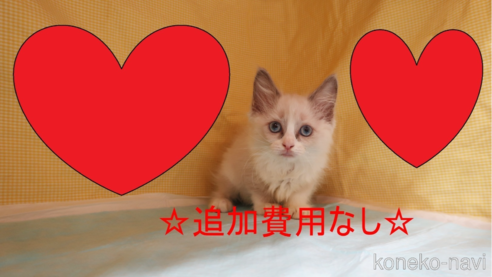 成約済の東京都のラグドール-70796の4枚目