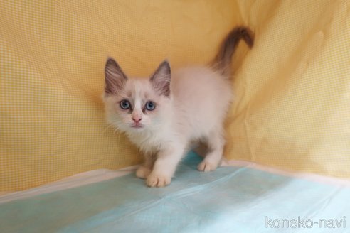 成約済の東京都のラグドール-70796の3枚目