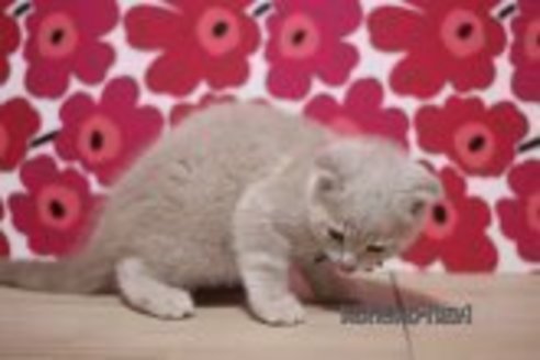 成約済の東京都のスコティッシュフォールド(折れ耳)-70791の4枚目