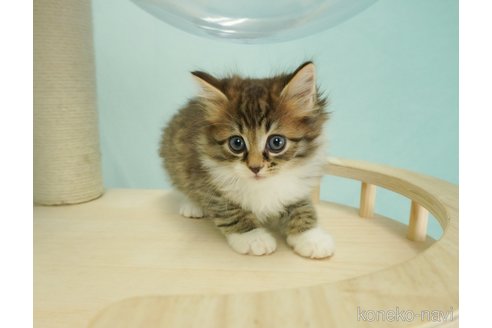 成約済の千葉県のノルウェージャンフォレストキャット-70799の5枚目