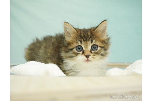 成約済の千葉県のノルウェージャンフォレストキャット-70799の1枚目