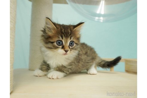 成約済の千葉県のノルウェージャンフォレストキャット-70799の4枚目