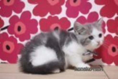 成約済の東京都のスコティッシュフォールド-70797の5枚目