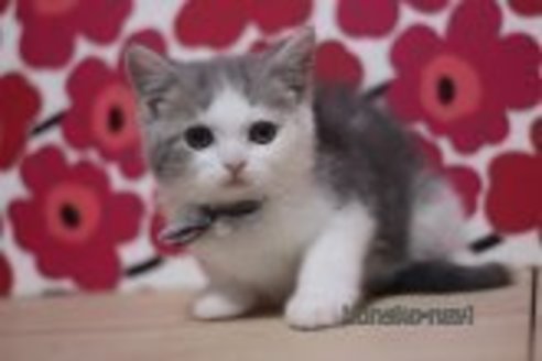 成約済の東京都のスコティッシュフォールド-70797