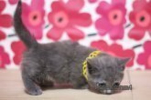 成約済の東京都のマンチカン(短足)-70802の3枚目