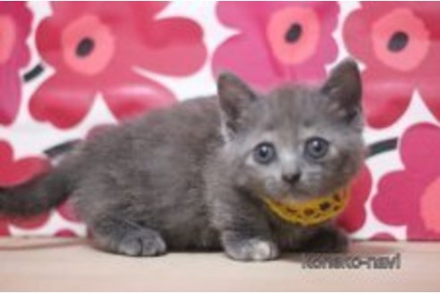 成約済の東京都のマンチカン(短足)-70802