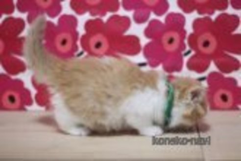 成約済の東京都のマンチカン-70809の2枚目