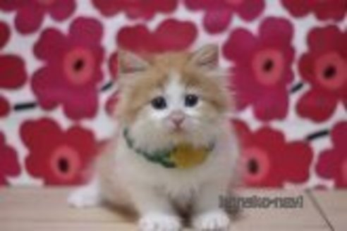 成約済の東京都のマンチカン-70809の1枚目