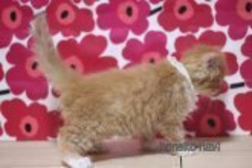 成約済の東京都のマンチカン-70811の2枚目