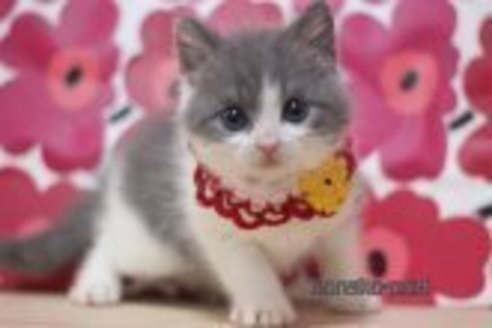 成約済の東京都のマンチカン-70821の1枚目