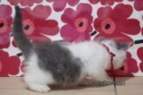 成約済の東京都のマンチカン-70821の3枚目