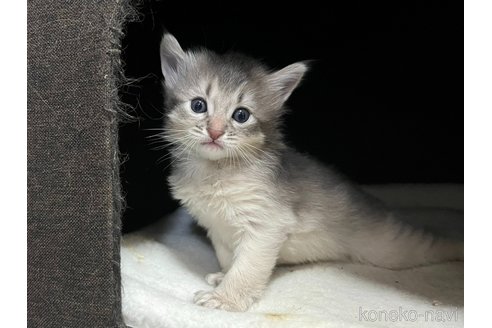 成約済の千葉県のソマリ-70841の4枚目