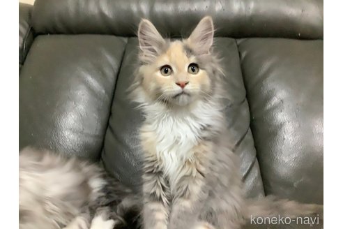 成約済の群馬県のメインクーン-70883の2枚目