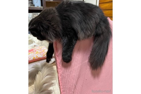 成約済の埼玉県のミックス-54189の17枚目
