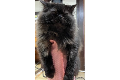 成約済の埼玉県のミックス-54189の16枚目