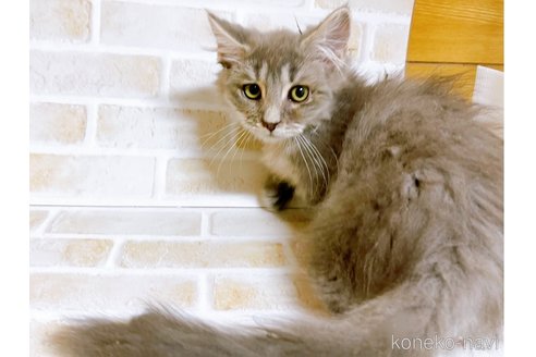 成約済の東京都のマンチカン(短足)-68430の8枚目