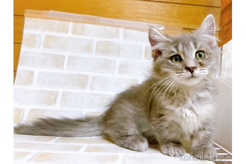 成約済の東京都のマンチカン(短足)-68430の10枚目