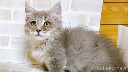 成約済の東京都のマンチカン(短足)-68430の6枚目