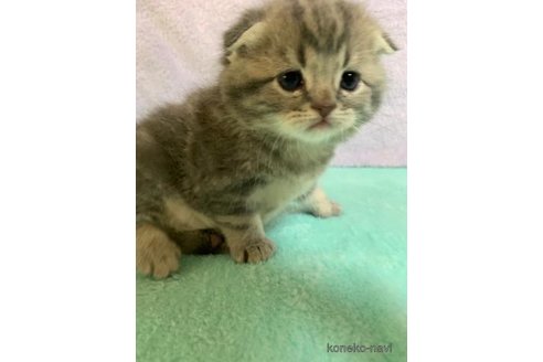 成約済の大阪府のスコティッシュフォールド(折れ耳)-70969の2枚目
