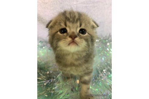 成約済の大阪府のスコティッシュフォールド(折れ耳)-70969の3枚目