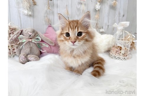 成約済の大阪府のサイベリアン-67827の2枚目