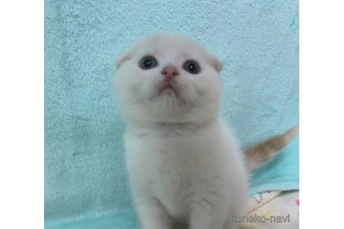 成約済の大阪府のスコティッシュフォールド(折れ耳)-70973の2枚目