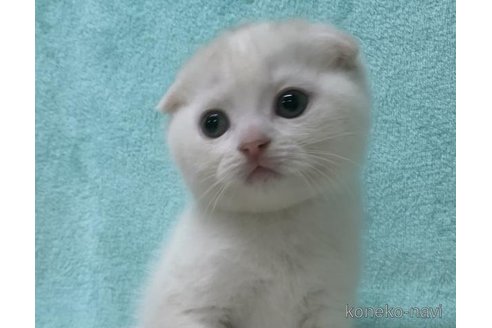 成約済の大阪府のスコティッシュフォールド(折れ耳)-70973の1枚目