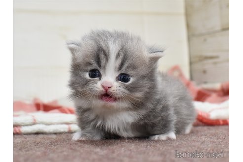 ポインセチア様 専用 猫ちゃんパネル生地 ミニペタンコバッグ