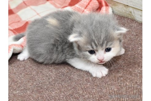 成約済の愛知県のマンチカン-71000の3枚目