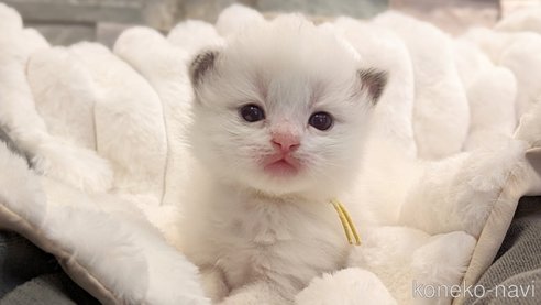 成約済の茨城県のラグドール-70768の38枚目