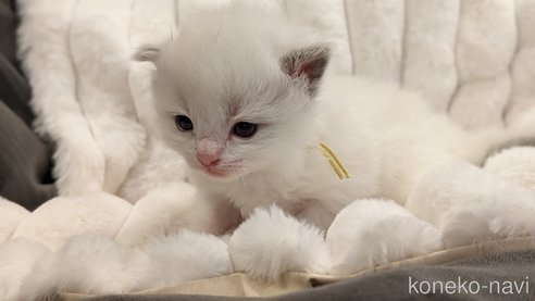成約済の茨城県のラグドール-70768の37枚目