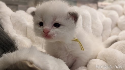 成約済の茨城県のラグドール-70768の35枚目