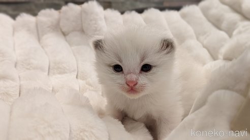 成約済の茨城県のラグドール-70770の15枚目