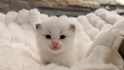 成約済の茨城県のラグドール-70770の13枚目