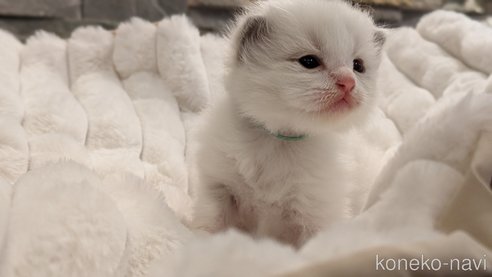 成約済の茨城県のラグドール-70770の11枚目