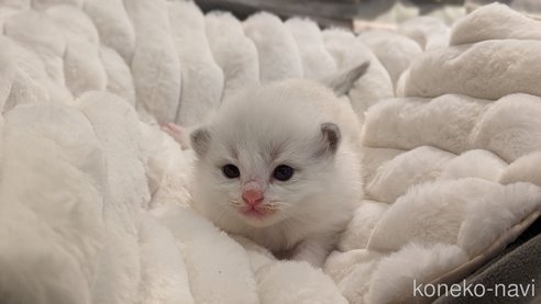 成約済の茨城県のラグドール-70769の17枚目