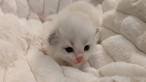 成約済の茨城県のラグドール-70769の15枚目