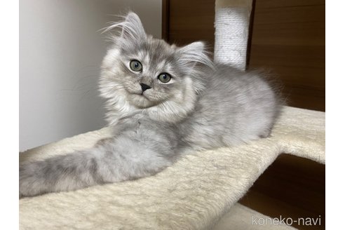 成約済の千葉県のサイベリアン-68598の5枚目
