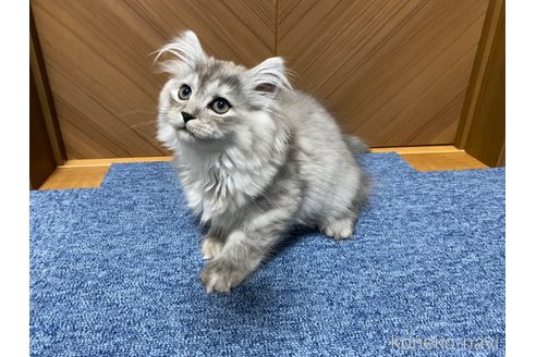 成約済の千葉県のサイベリアン-68598の2枚目