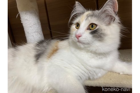 成約済の千葉県のサイベリアン-64550の3枚目