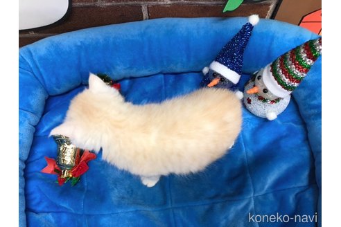 成約済の東京都のマンチカン-71037の3枚目