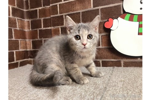 成約済の東京都のスコティッシュフォールド-71060の3枚目