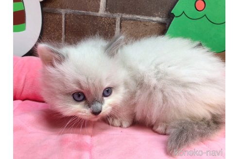 成約済の東京都のラグドール-71062の4枚目